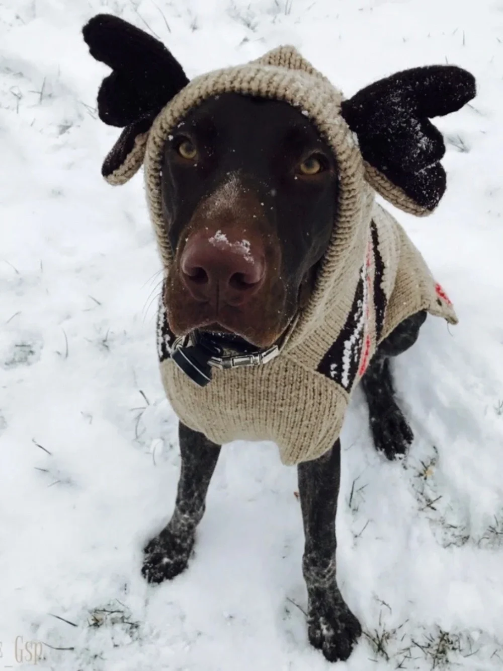 Chillydog Wool Dog Sweater. Hooded. Moose antlers. XXL